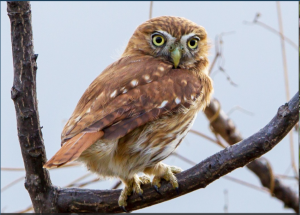 Chevechette du Pérou