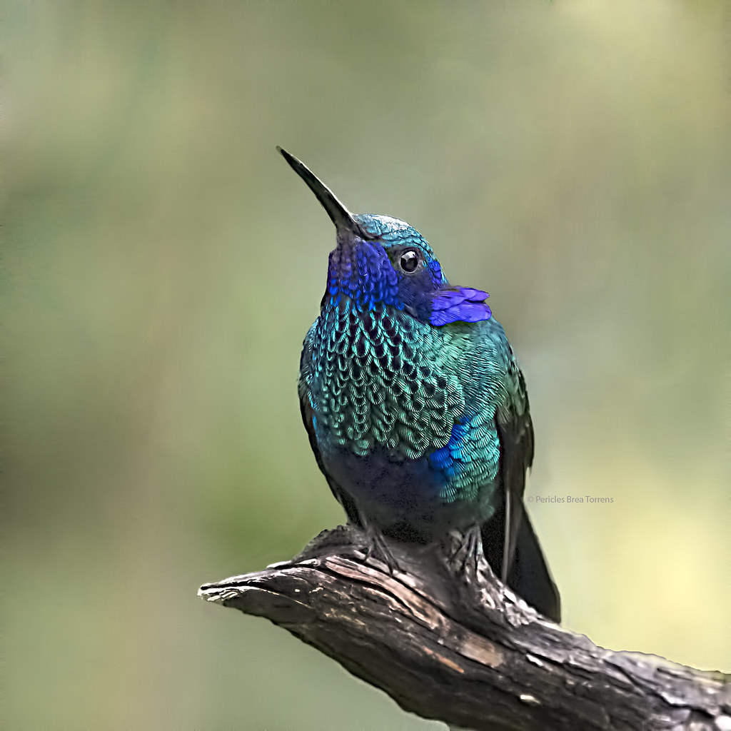 Colibri d'Oreille Mauve